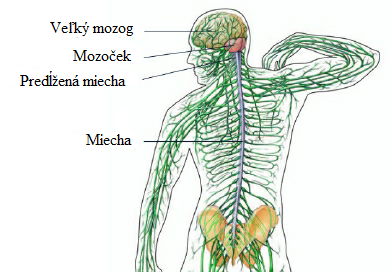 nervovy system